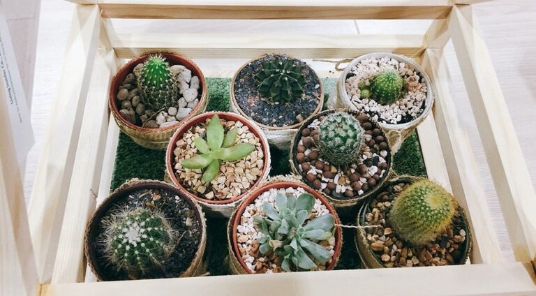 Квітковий рай 2026: підвіконня, що перетворює дім на затишну оазу — Полиці для квітів на підвіконні