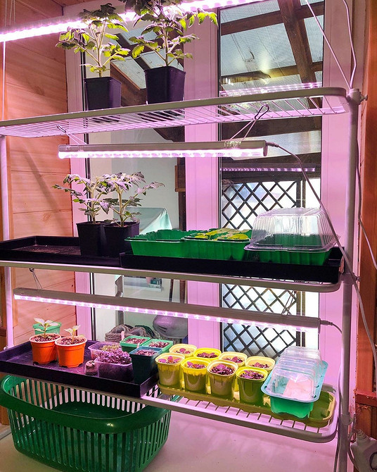 Освітлений стелаж для розсади на підвіконні для оптимального росту рослин взимку.