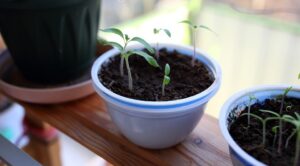 Як створити ідеальний стелаж для розсади на підвіконні — стелаж для розсади 2026