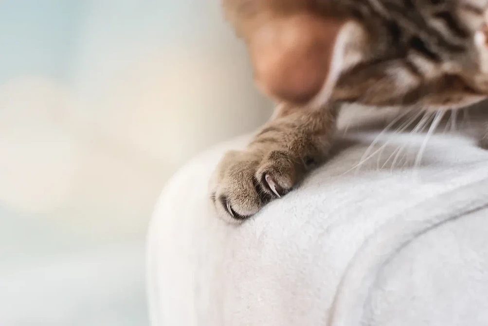 Вибір тканини для меблів: фото різних варіантів оббивки диванів та крісел