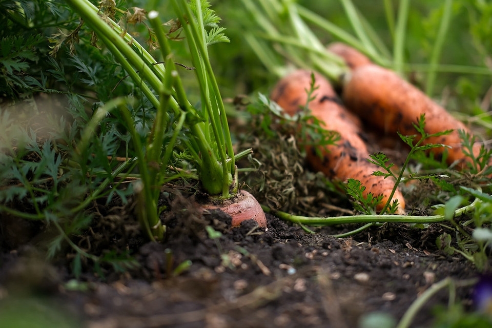 Посадка швидкорослих овочів та зелені в серпні для щедрого осіннього врожаю на вашому городі.