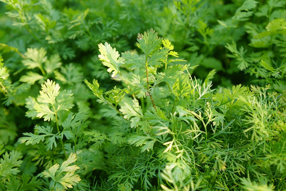 Вирощування швидкорослих овочів в серпні: забезпечте свій осінній стіл корисними культурами.
