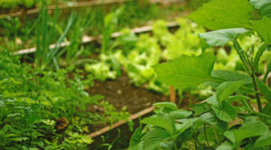 Осінній стіл: що посадити в серпні для щедрого врожаю — Що посадити в серпні