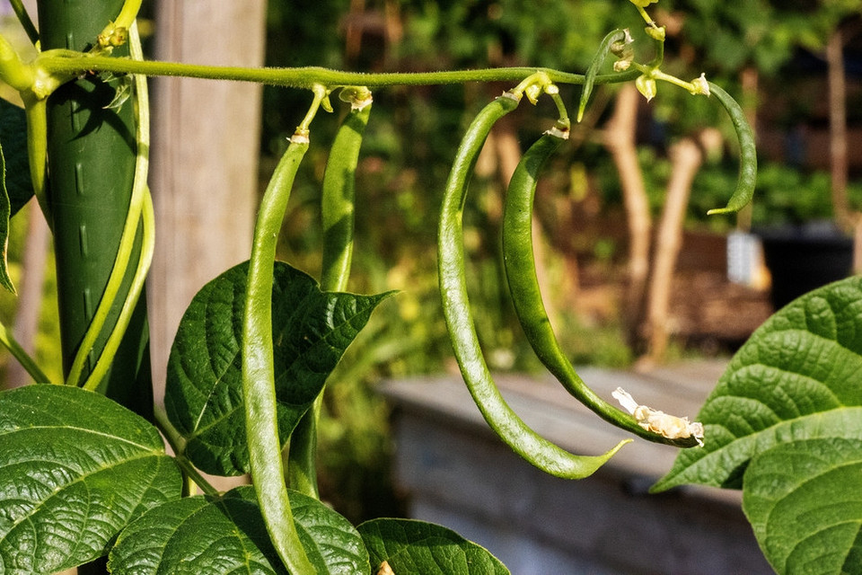 Овочі та зелень для посадки в серпні: плануйте осінній врожай вже зараз.