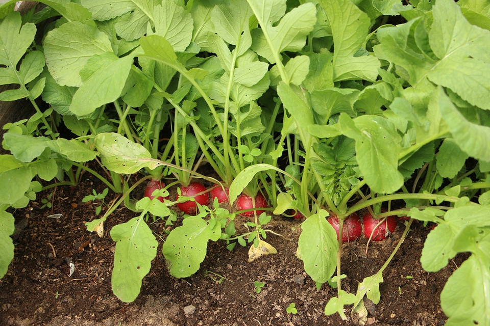Список овочів та зелені, які можна посадити в серпні для осіннього врожаю.