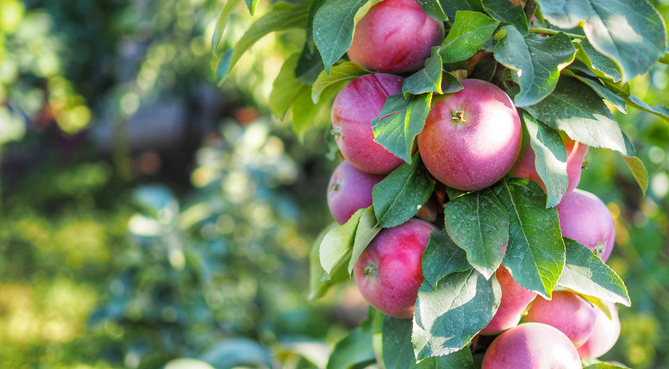 Підготовка ґрунту восени: роботи в саду для майбутнього щедрого врожаю озимих.