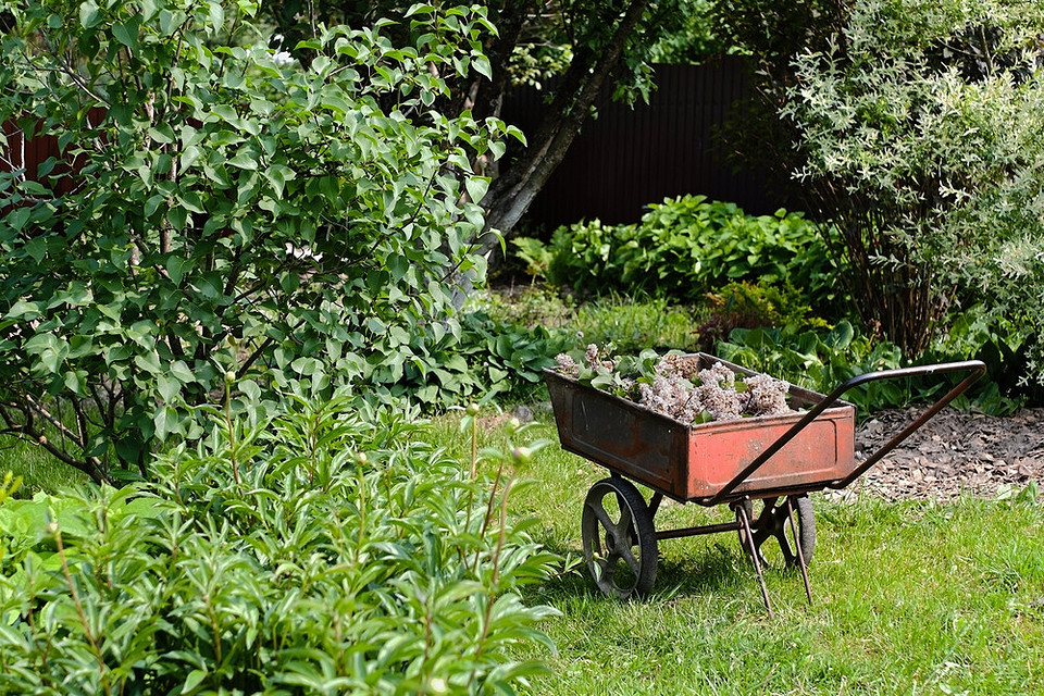 Осінній сад: збір листя у вересні, роботи по підготовці саду до зими.
