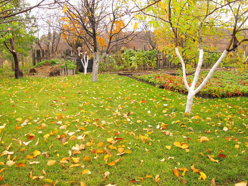 Перекопування ґрунту в осінньому саду для майбутнього врожаю: обробка землі.