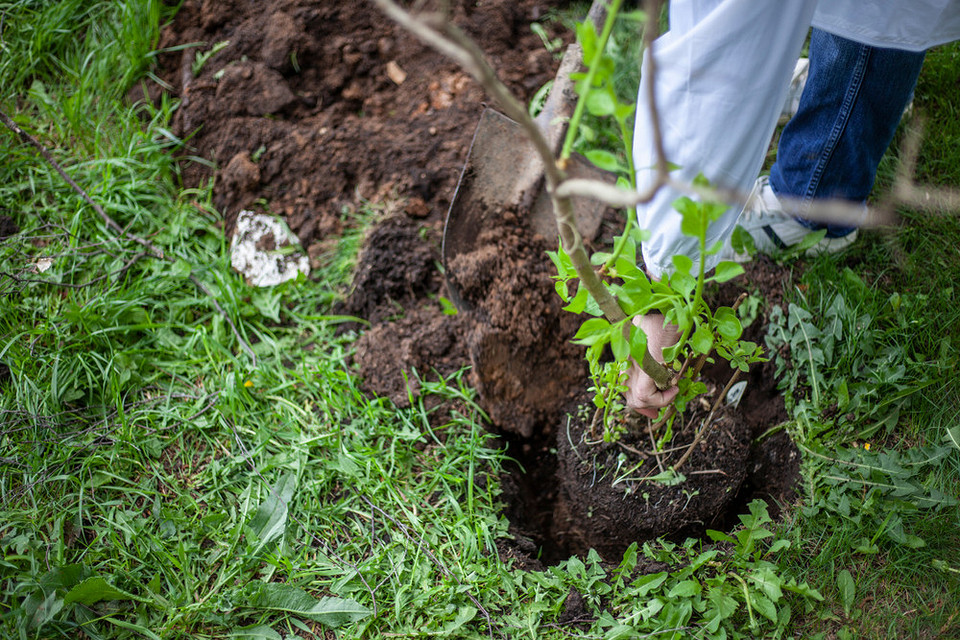 Догляд за рослинами восени: роботи в саду, поради по збору врожаю.