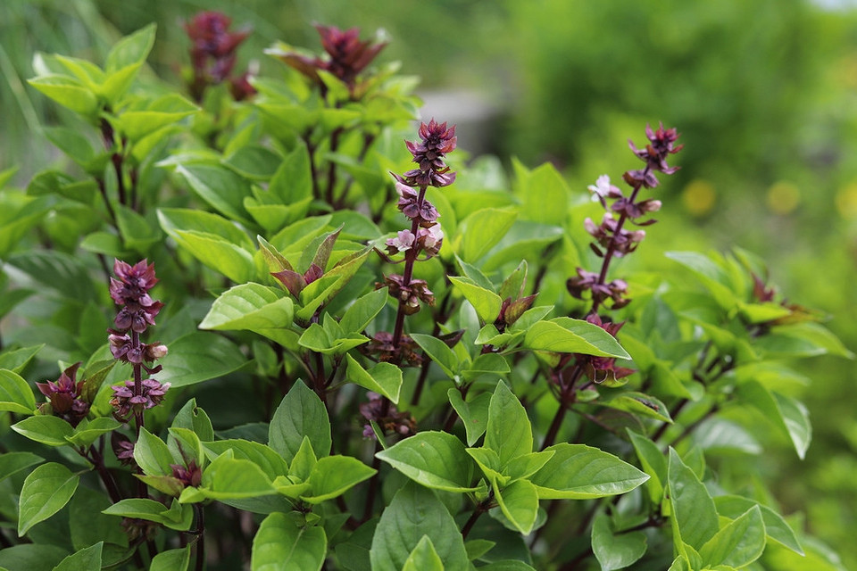 Швидкозростаючі рослини для липневої посадки: отримайте щедрий врожай вже влітку.