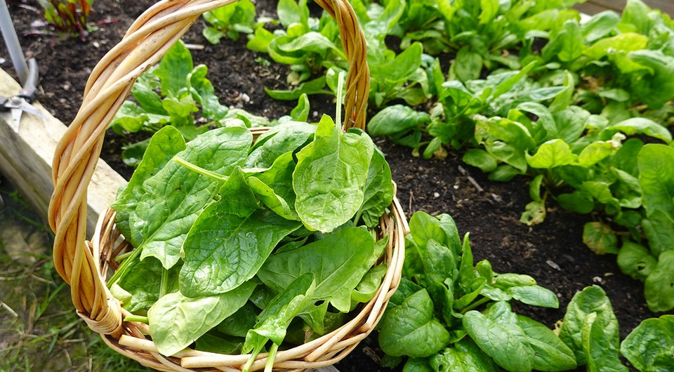 Що посадити в липні: різноманітна зелень на городі, ідеї для швидкого літнього врожаю.