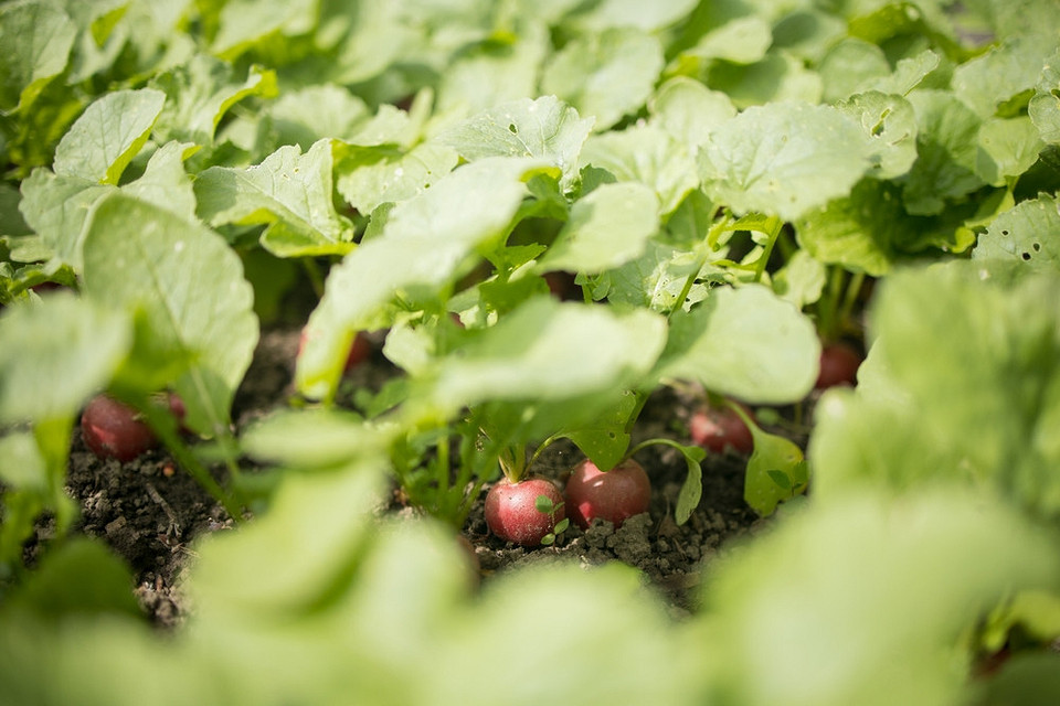 Посадка в липні: швидкозростаючі рослини, які ідеально підходять для літнього посіву на городі.