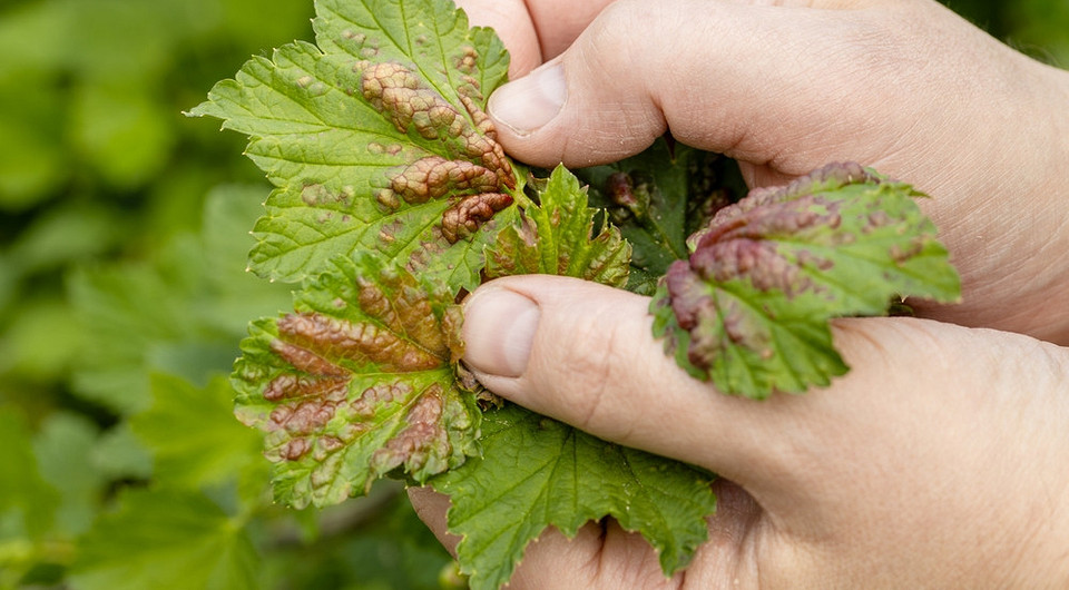 Листя смородини, уражене антракнозом, з характерними темними плямами, що потребує лікування у 2026 році.