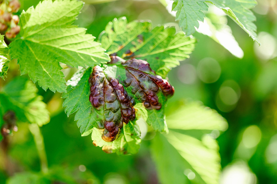 Симптоми антракнозу на смородині: дрібні темні плями, що зливаються, небезпечні для саду 2026.