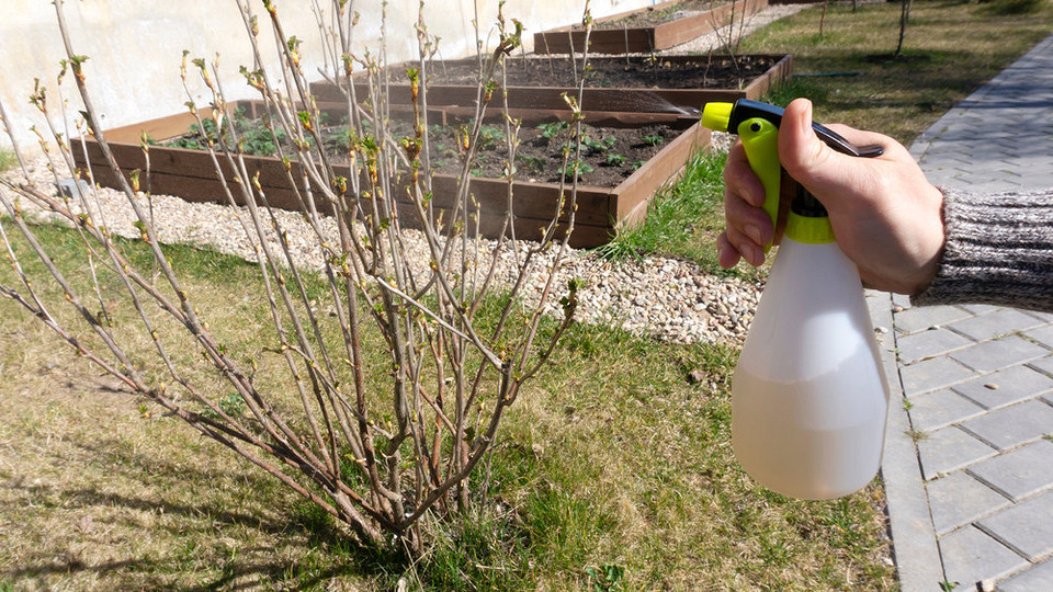 Профілактичні заходи для запобігання антракнозу смородини: обрізка, проріджування кущів, правильний полив у 2026.
