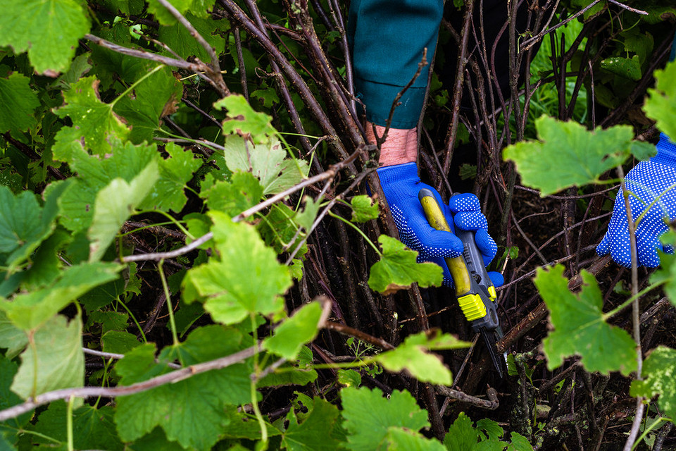 Ефективні методи лікування антракнозу смородини, включаючи агротехніку, народні засоби та хімію у 2026.