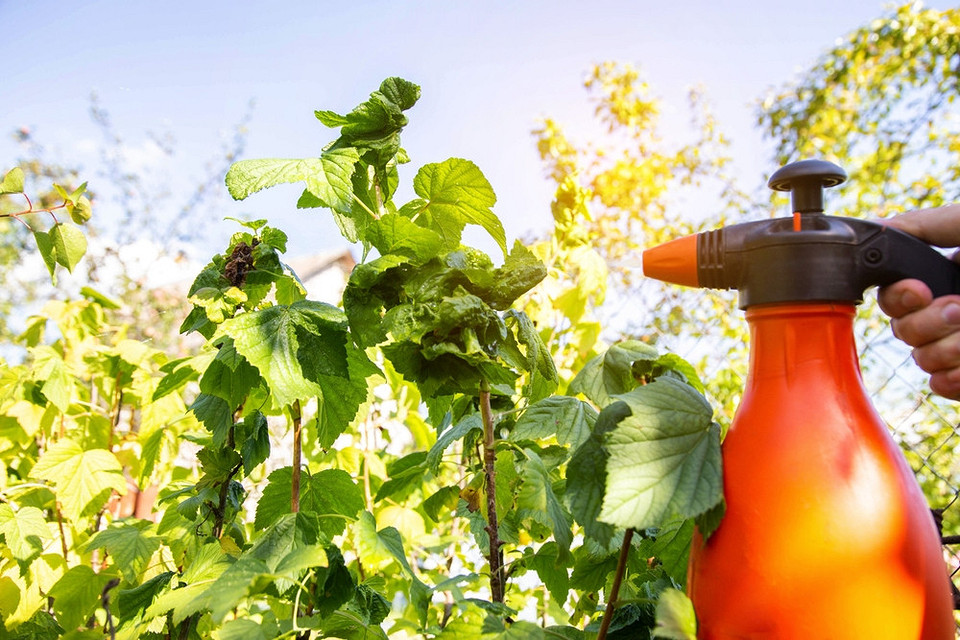 Захист смородини від антракнозу після дощу: обробка спеціальними препаратами та профілактика на 2026 рік.