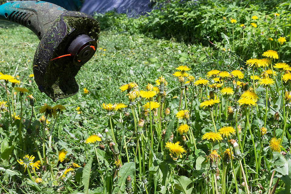 Механічні способи та гербіциди для ефективної боротьби з кульбабами на ділянці.