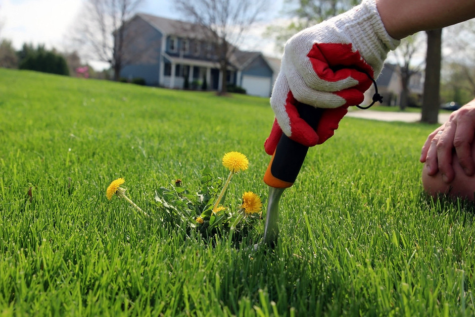 Різні методи боротьби з кульбабами: ручний, хімічний та профілактичний догляд за газоном.