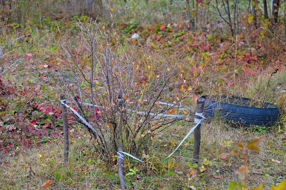 Обрізка аґрусу восени 2026: видалення старих гілок для покращення плодоношення
