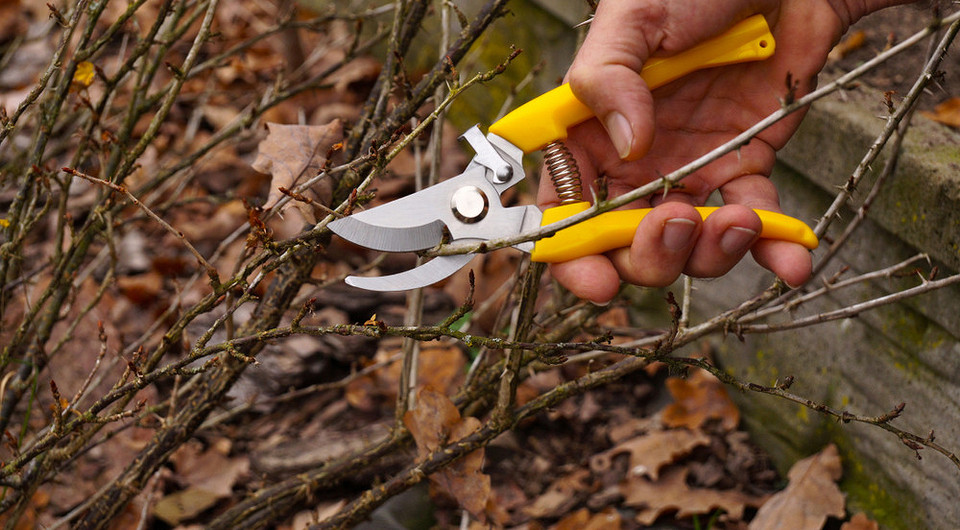 Підготовка аґрусу до зими: обрізка та очищення куща для здорової зимівлі у 2026 році