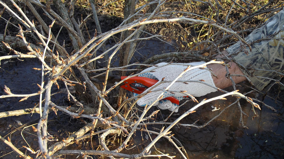 Укриття аґрусу на зиму: захист коренів від морозів для сортів, що не є морозостійкими
