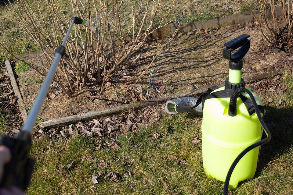 Видалення старого листя і гілок смородини восени для профілактики хвороб.