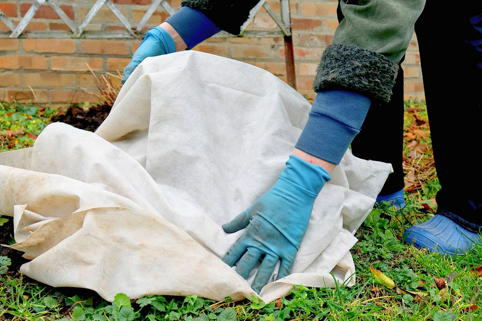 Схема обрізки смородини восени для правильного формування куща на 2027.