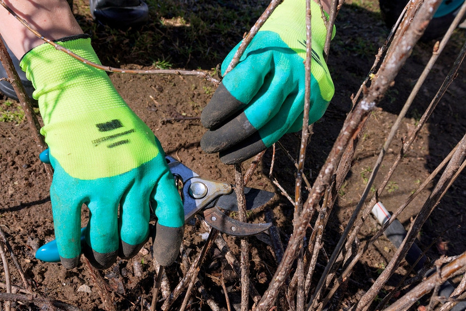 Обробка смородини від шкідників восени для здорового росту в 2027.