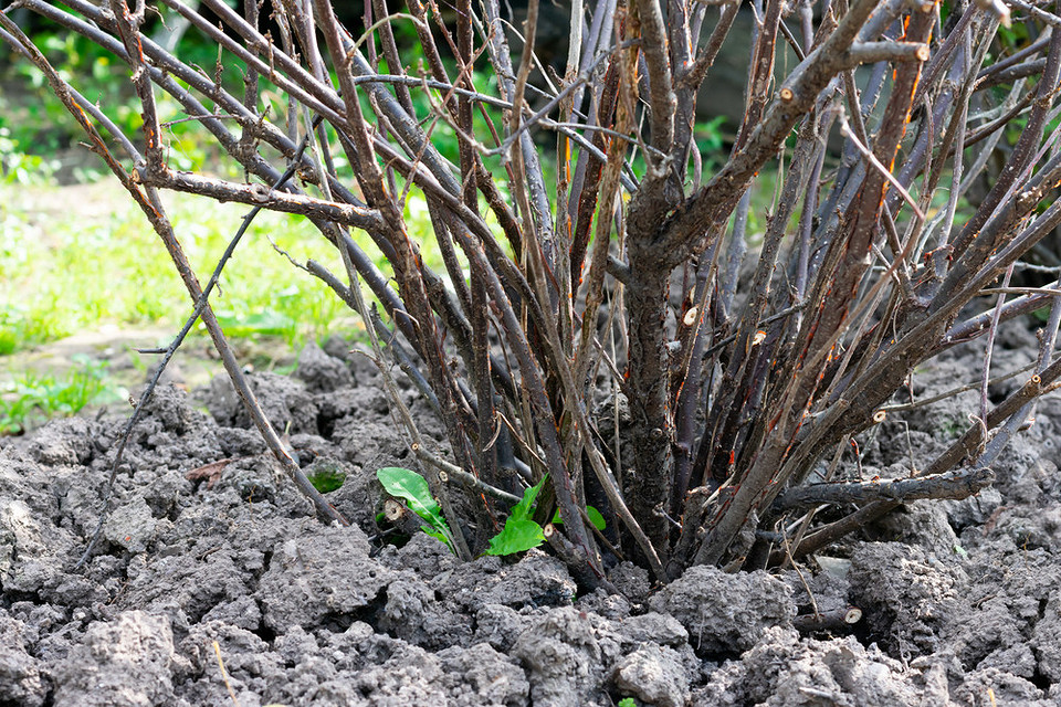 Мульчування смородини восени для захисту коренів від зимових морозів.