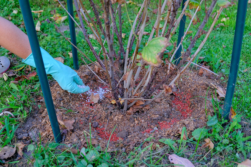 Внесення добрив під смородину восени для забезпечення поживними речовинами на зиму.