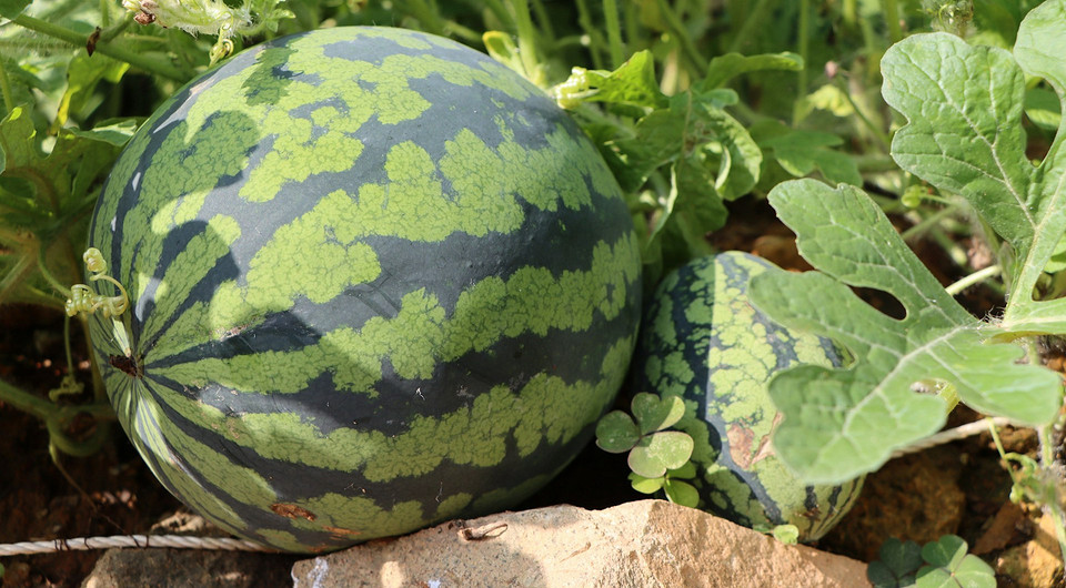 Стиглий кавун на грядці: поради для визначення готовності до збору