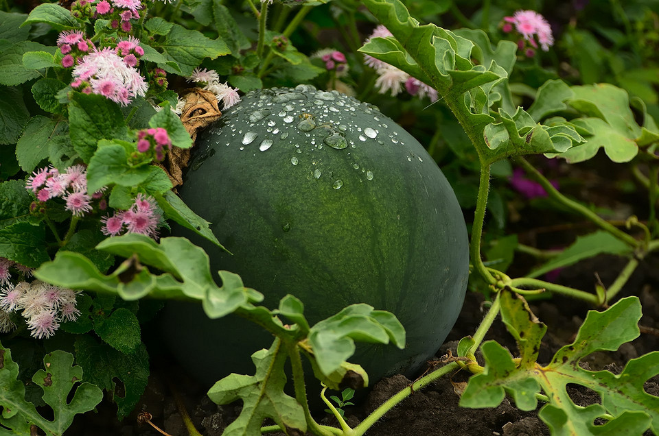 Як вирощувати кавуни: ознаки стиглості, щоб зібрати солодкий врожай