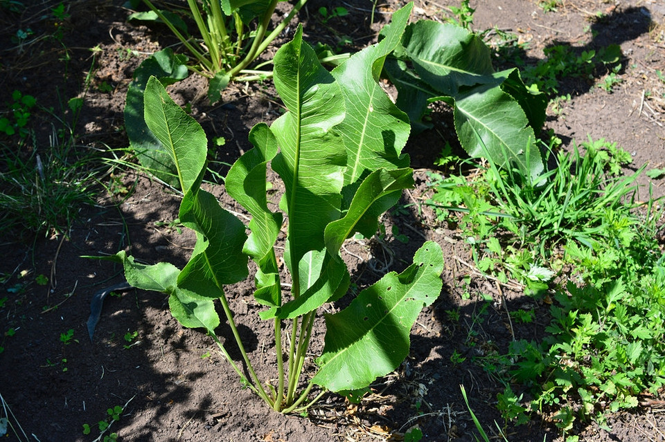 Посадка хрону навесні Садівник садить хрін лопатою в підготовлений ґрунт навесні. Вирощування хрону в Україні.