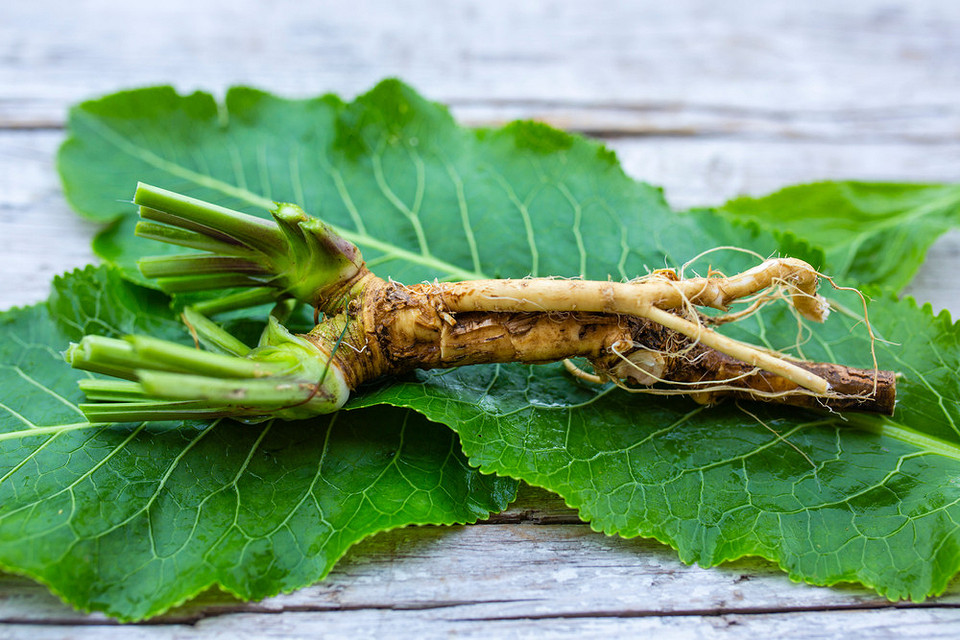 Посадка хріну: метод вирощування на городі, зелене листя, корисні поради з догляду.