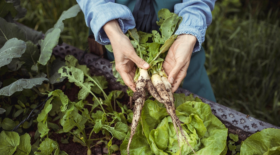 Хрін у саду: вирощуємо легко, смакуємо з користю. — Вирощування хрону