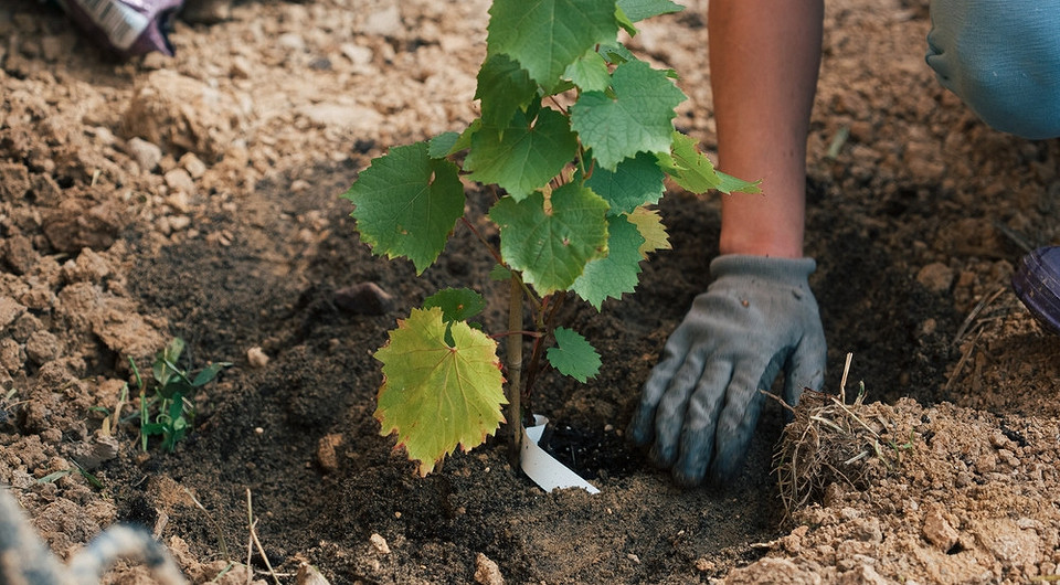 Осіння посадка винограду 2026: секрети успішної адаптації саджанців