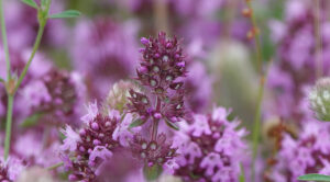 Чабрець: секрети збору, сушіння та зберігання аромату — заготівля чебрецю на зиму