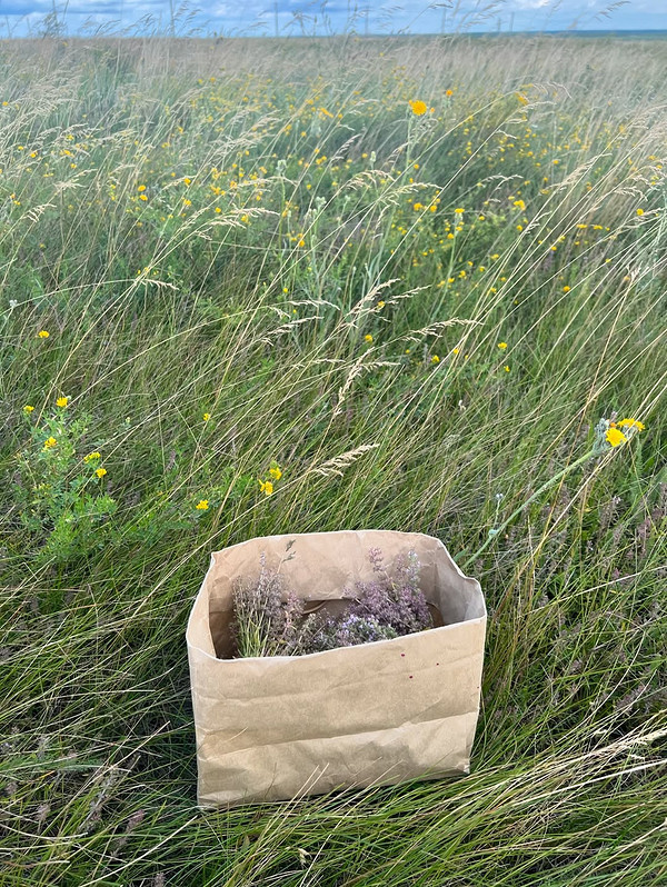 Заготівля чебрецю: секрети правильного збору для ідеального чаю — Коли збирати чебрець