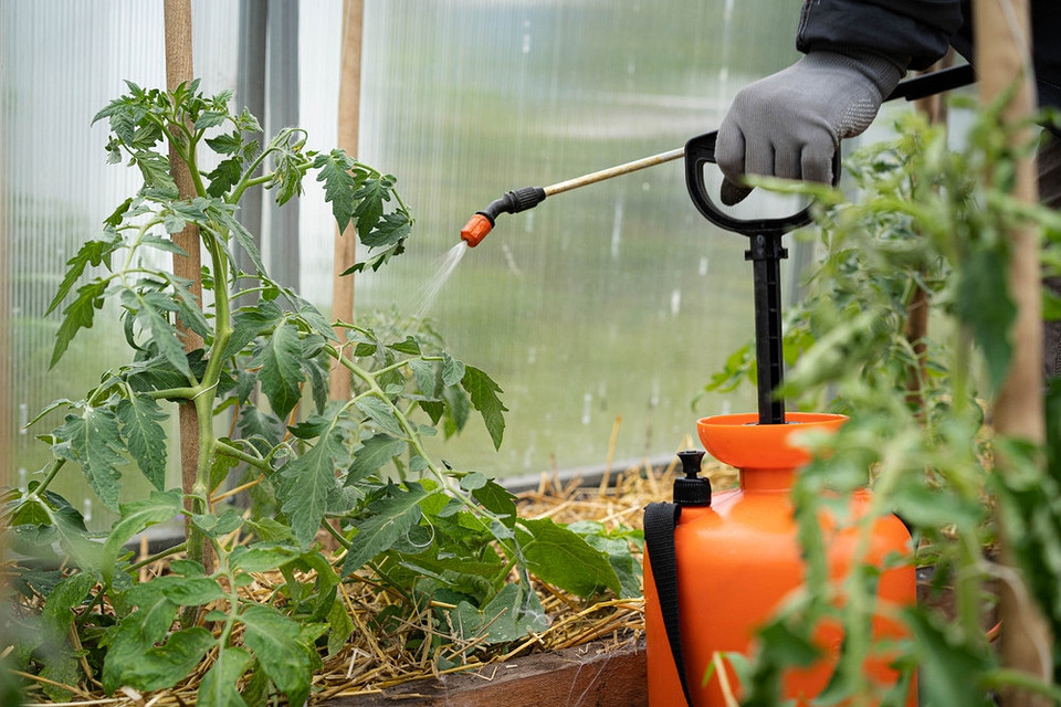 Кладоспоріоз томатів у теплиці: контроль вологості та провітрювання для запобігання хворобі.