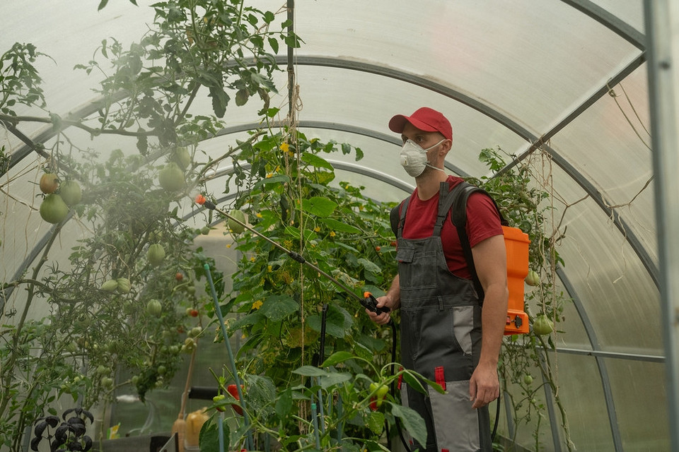 Ранні ознаки кладоспоріозу на томатах: вчасне розпізнавання та лікування хвороби.