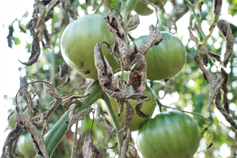 Уражені кладоспоріозом листки томатів: як розпізнати та ефективно лікувати хворобу.