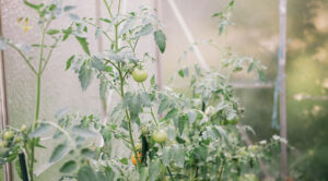 Кладоспоріоз томатів у теплиці: розпізнавання, лікування та профілактика. — Кладоспоріоз томатів