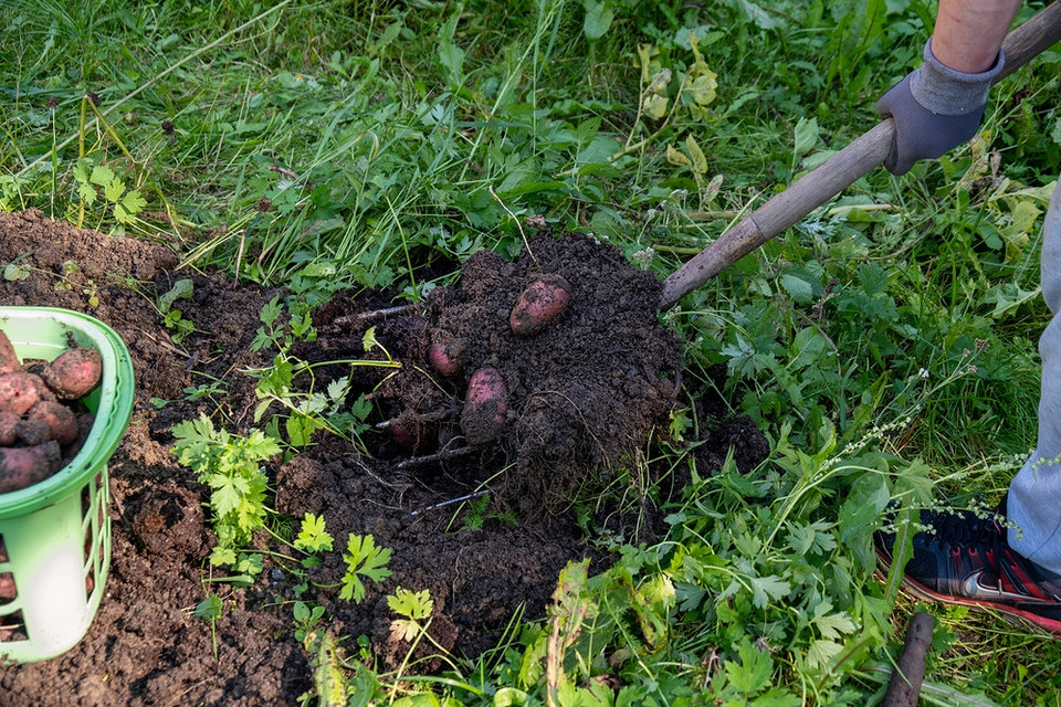 Збір картоплі: терміни та поради щодо копання вилами, лопатою та мотоблоком у 2026