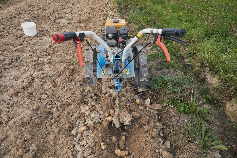 Підготовка картоплі до зберігання: вибір оптимального методу копання у 2026