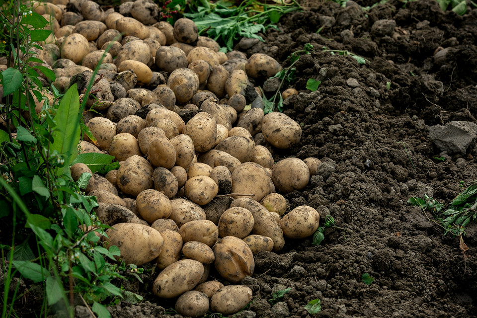 Як правильно копати картоплю для тривалого зберігання в 2026: поради та інструменти
