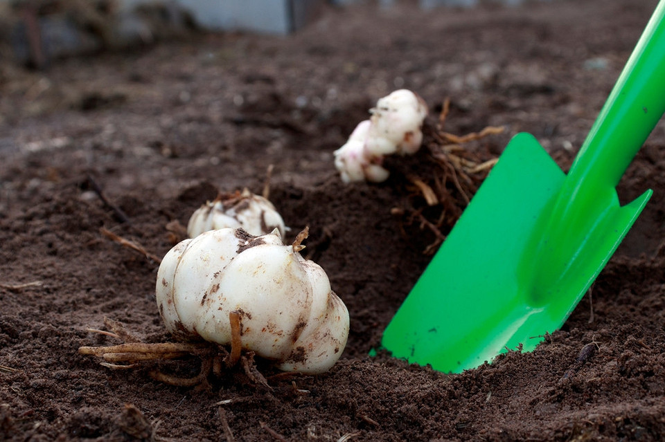 Лілії: осіння пересадка Пересадка лілій восени: вибір термінів для різних регіонів України у 2026 році