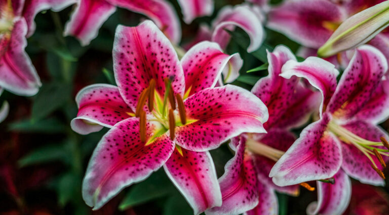 Осіння пересадка лілій: поради для пишного цвітіння. — Пересадка лілій восени