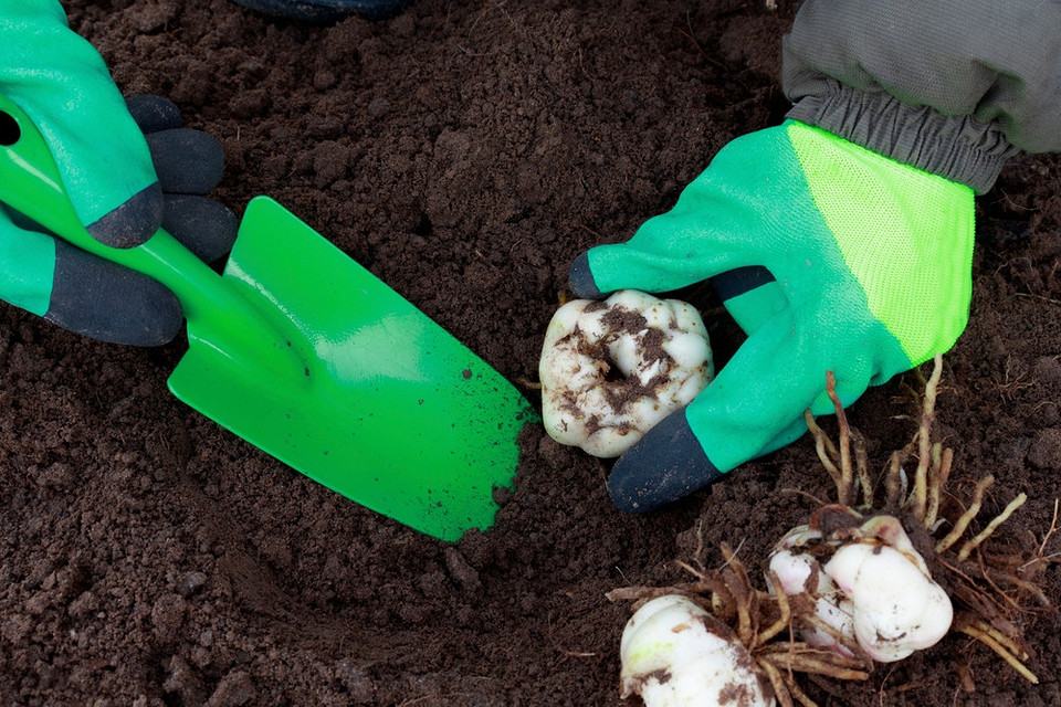 Правильна осіння пересадка лілій: поради експертів для пишного цвітіння наступної весни