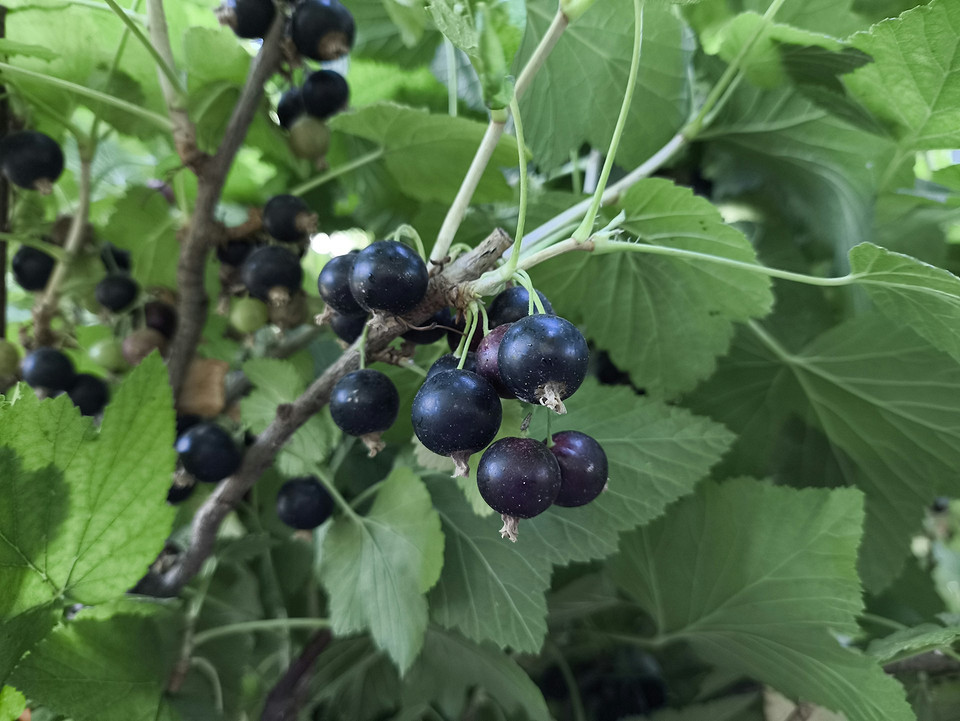 Процес пересадки смородини восени: викопування куща для перенесення на нове місце